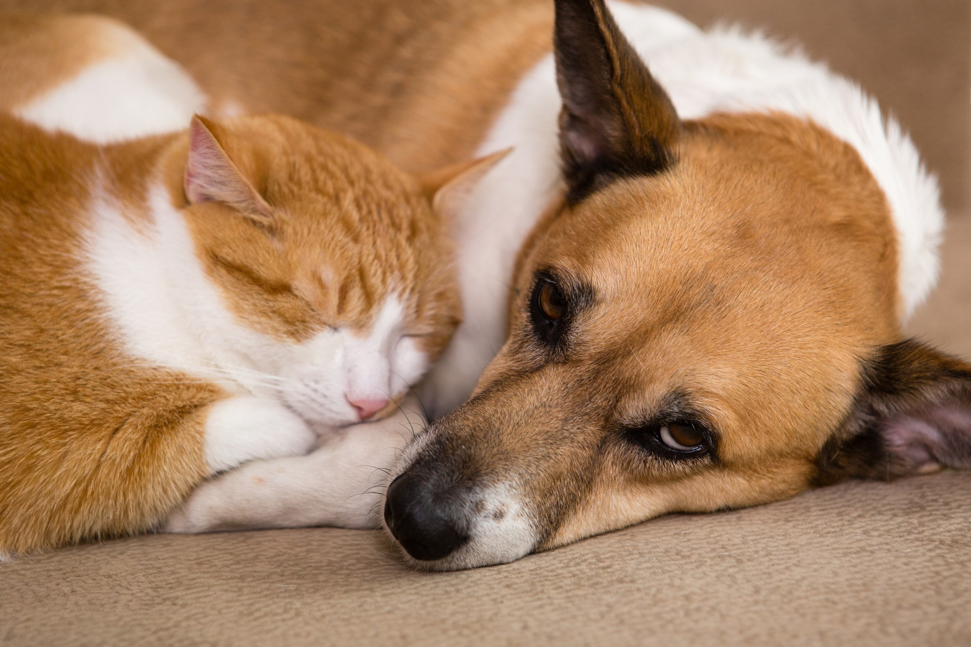 ANIMAL IgE PLUS Panel [DOG, CAT] – 120 markers